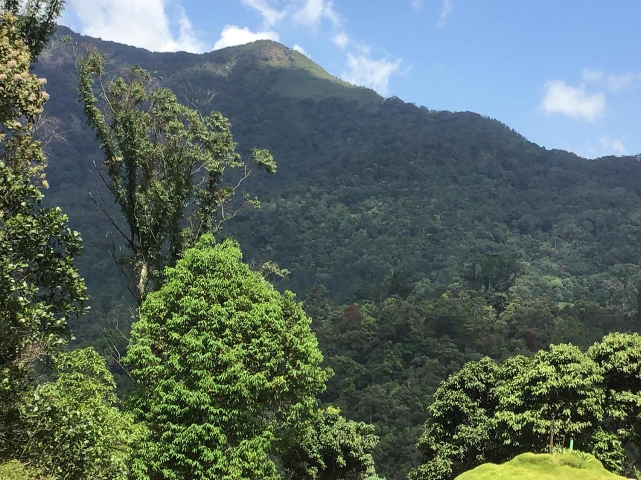 Wild Elephant Eco Friendly Resort Munnar Zewnętrze zdjęcie